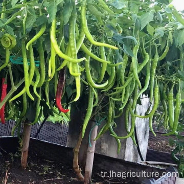 Otlar aromalı biberler uzun kuru redchilies gıda baharat
